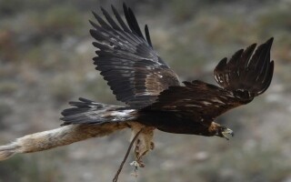 Орлан напал на девочку в Оркланде, Норвегия
