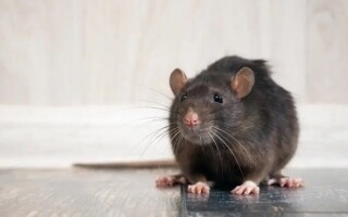 Шокирующая находка во время полета: мышь в еде